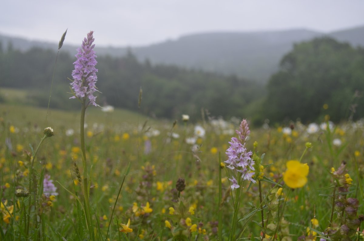 .@DrTrevorDines has made a meadow in north Wales from scratch and it's MAGNIFICENT. 

Treat yourself to a hour of flowers & sunshine here >
youtube.com/watch?v=Dd5rIx…

This #SpringIntoAction talk was fully subscribed but you can now watch back IN FULL #MeadowMakers