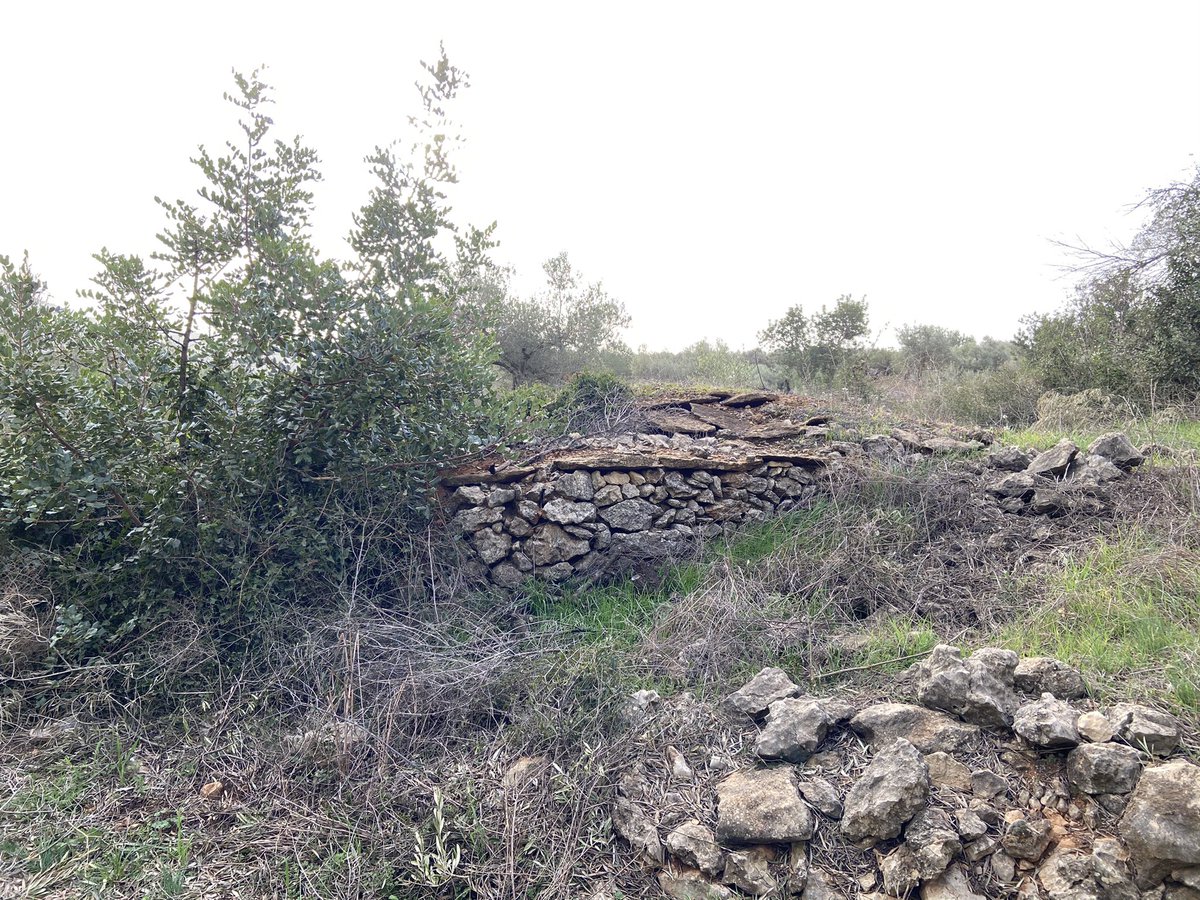 Olis Cuquello #EVOO tweet media
