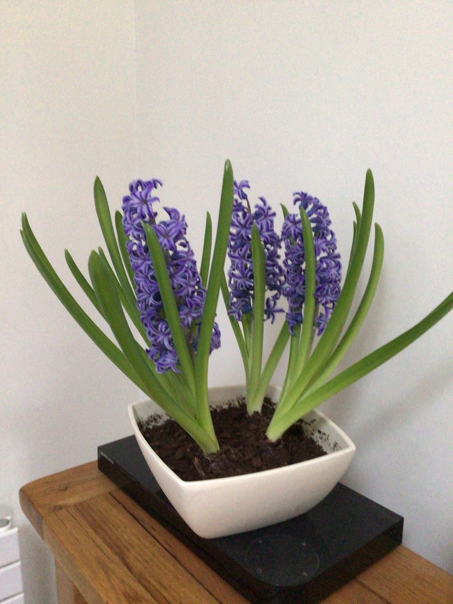 HowellsGb's tweet image. 