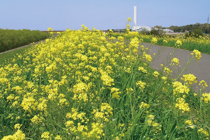 Uzivatel チーバくん Na Twitteru 今日の誕生花は 千葉の県の花 菜の花 だよ W 菜の花っていうと南房総 のイメージだけど 流山市南流山の江戸川土手でも3月下旬頃からキレイな菜の花が楽しめるよ 南流山では 水と緑に囲まれた都心に近い便利なまち を Uzivatel チーバくん Na Twitteru 今日の誕生花は 千葉の県の花 菜の花 だよ W 菜の花っていうと南房総 のイメージだけど 流山市南流山の江戸川土手でも3月下旬頃からキレイな菜の花が楽しめるよ 南流山では 水と緑に囲まれた都心に近い便利なまち を