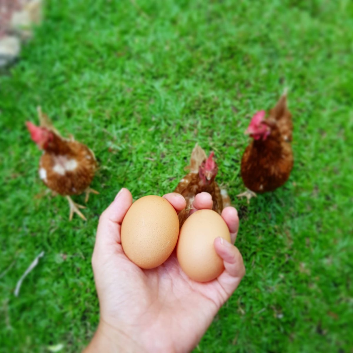 TropicDays's tweet photo. Our lovely ladies produce these beautiful eggs everyday! 🧡

Their favourite food at the moment is watermelon, wombok and cooked rice! 🍉🥬🍚 

#TropicDays #Cairns #cairnscity #rescuehens #veggiegarden #HappyDays #hostelcommunity #travel #travelling #travellers #thisisQLD https://t.co/8h30SM153u