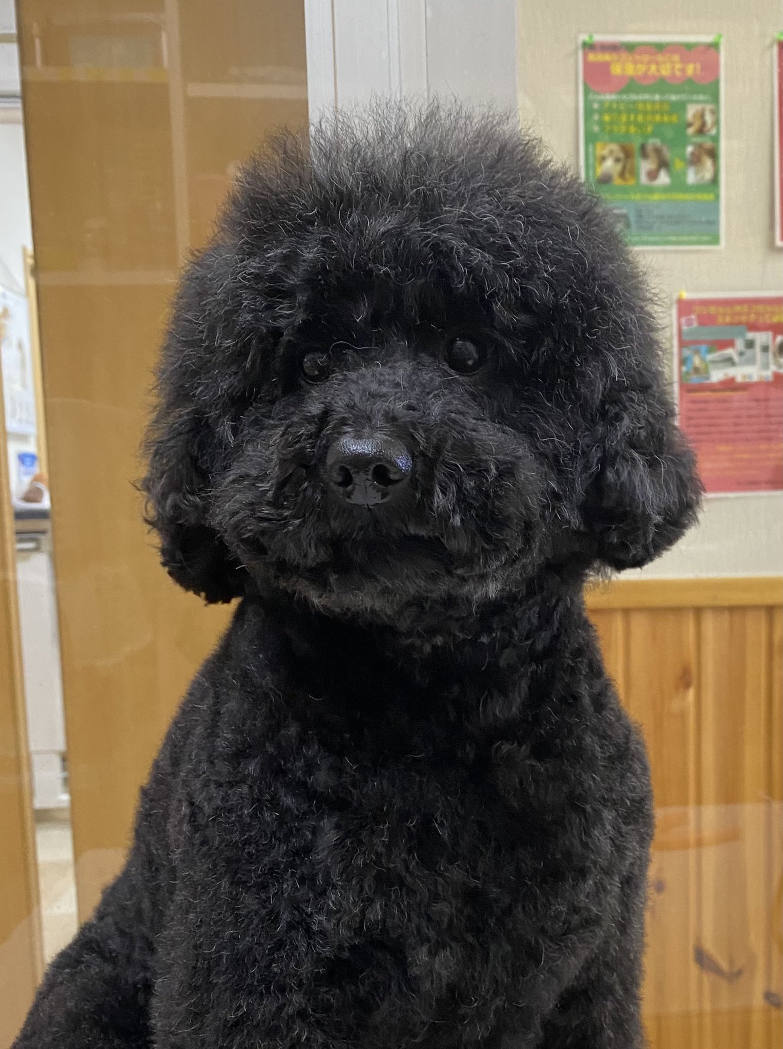 Natural トイプードルのルイくん 目線と向きで こんなに表情が変わります アフロヘアー かっこいいね トイプードル アフロ犬 トリミング ひらた動物病院 T Co Xqcsuztpve Twitter