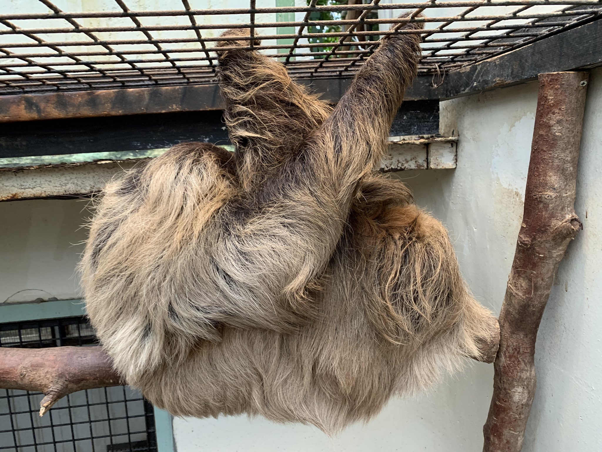 草津熱帯圏 ナマケモノ クイズ 右と左どちらが頭でしょう 草津熱帯圏 ナマケモノ フタユビナマケモノ T Co Nwuxliie8t Twitter