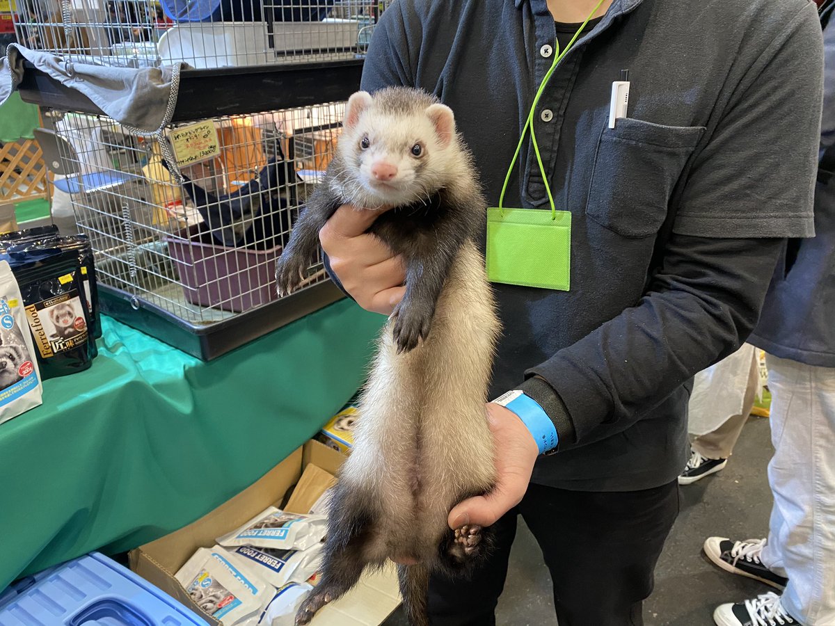 はちゅコム どこよりも早い冬レプレポート21 その3 フェレットワールドさんのネザーランドビッグラインフェレット フェレットを置いているブースはここだけ さらに今回イベントで初お披露目のファームです