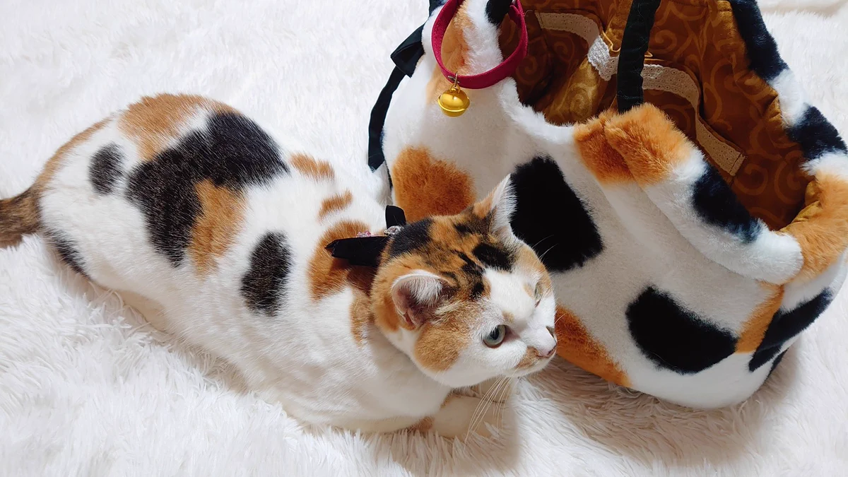 愛猫とおそろいの柄が素敵！一目惚れしたバッグ！