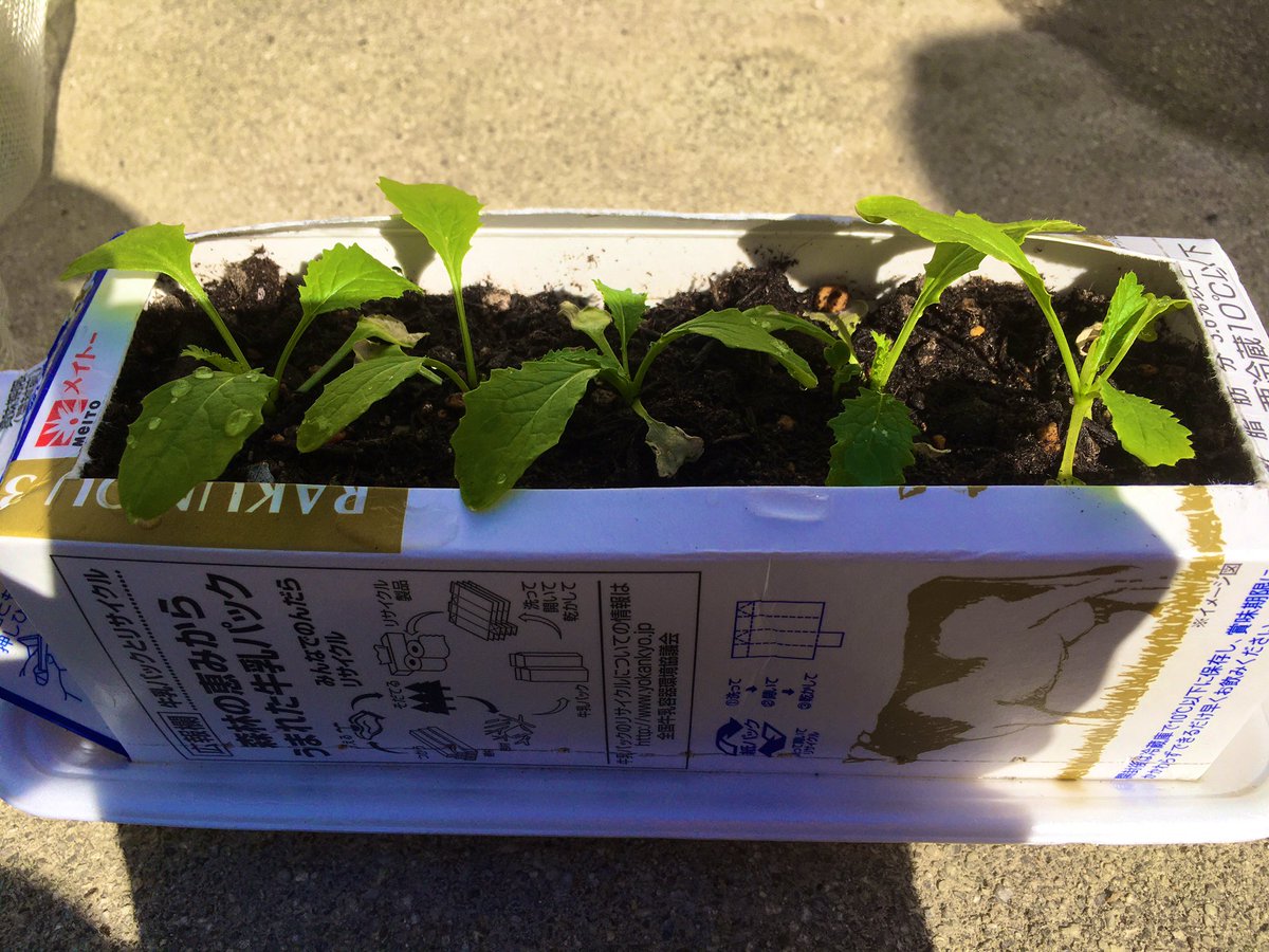 牛乳パック栽培