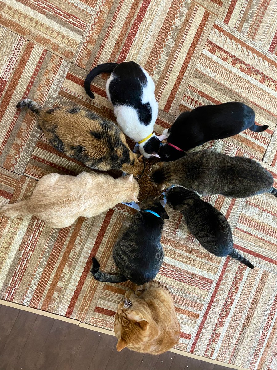 関東4店 譲渡型猫カフェ にゃんくる V Twitter 川崎 みんなで朝ご飯 見事なフォーメーションです あれ トラ吉 W 川崎店では現在匹の猫ちゃんが新しい家族を待っています 里親募集 猫カフェ 関東4店 譲渡型猫カフェ にゃんくる V Twitter 川崎 みんなで朝ご飯 見事なフォーメーションです あれ トラ吉 W 川崎店では現在匹の猫ちゃんが新しい家族を待っています 里親募集 猫カフェ