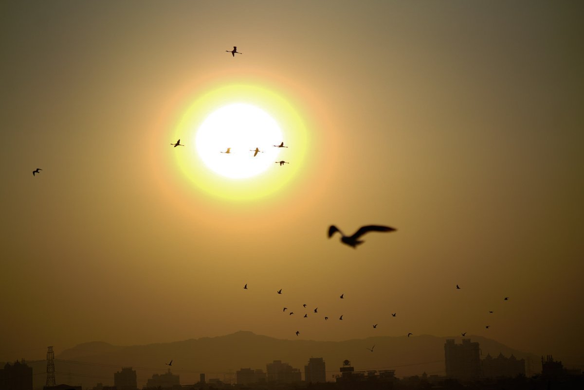 rajeshpatel29's tweet photo. #Flamingos in #dream #city!!
Every year flamingos are visiting #mumbai and #navimumbai ,it been second home for them and pleasure watching them when they flying in sky.
The city atmospheric conditions and wetland  area good for flamingos and that why they come every years. https://t.co/POzXhxOCfX