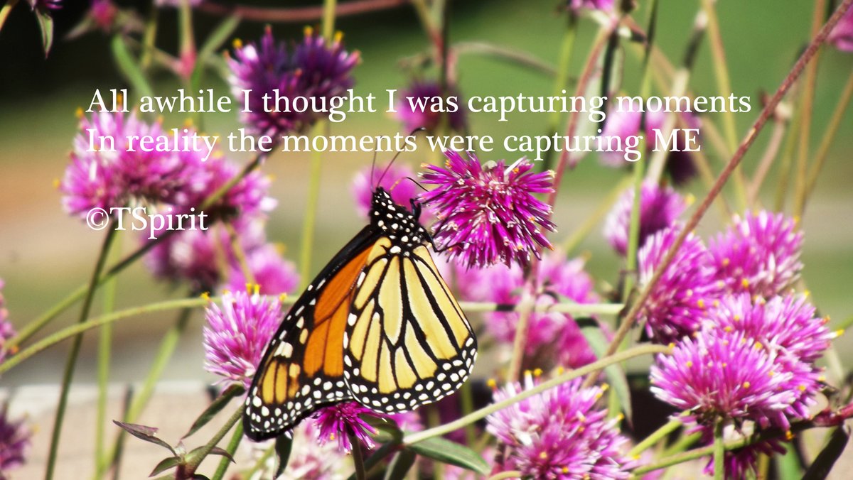 Earthscafe's tweet photo. *.*.*.*.*.*.*.*.*.*.*.*.*.*.*.*.*.*
. . Visit my Etsy shop (link in bio).
#sacredspace #outdoors #etsy #24kAllCare #hooponopono #floweressence  #lightworker #sustainable #24kt #24kherbalcare #wellness #TSpiritArt #naturephotography #colloidalsilver #love #peace #wellness #bathtea https://t.co/B9mpFHVsK1
