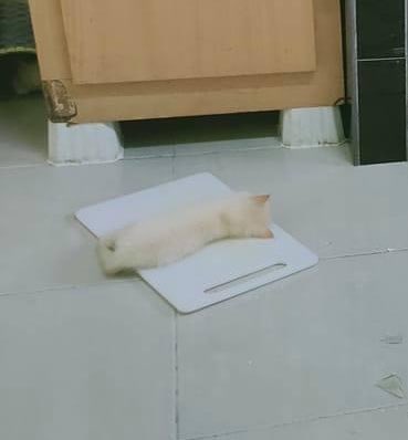 notorioustapir's tweet image. My life                                  Me