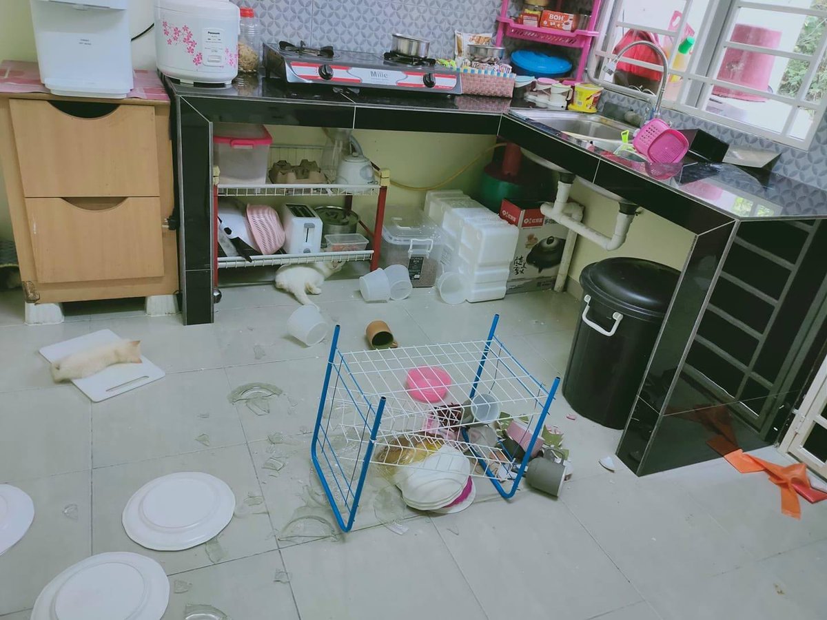 notorioustapir's tweet image. My life                                  Me