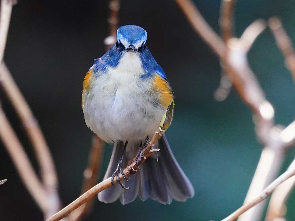 21世紀の森と広場】 #ルリビタキ。正面から。顔が小さい。Red-flanked