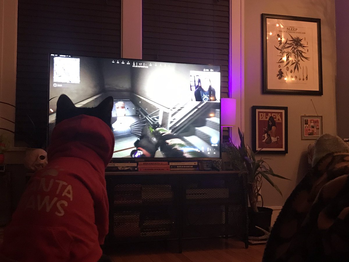 freyadoom's tweet photo. My cat loves watching hours of @FaZeJev on YouTube 💀💀 💀 Also don’t come for her Santa hoodie in Feb, she gets all of her favorite things ever. https://t.co/nQAT3VKDDX