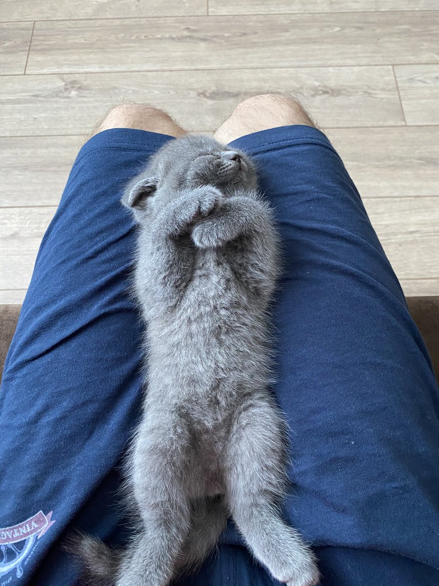 stanislav_boev's tweet photo. Нам уже трудновато на коленочках спать. Пока из кошачьих новостей - все🐱 https://t.co/SkaIJRijiz