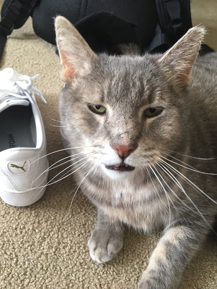 shoe fetishist stitch tweet media