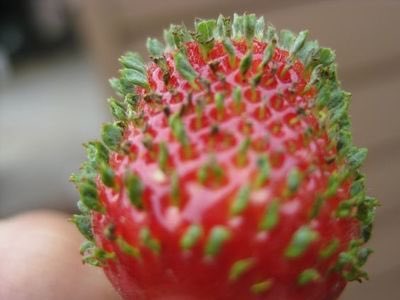 イチゴのつぶつぶから芽が出て葉が出てなんかとんでもない姿に イ イチゴなのかお前 Togetter イチゴのつぶつぶから芽が出て葉が出てなんかとんでもない姿に イ イチゴなのかお前 Togetter