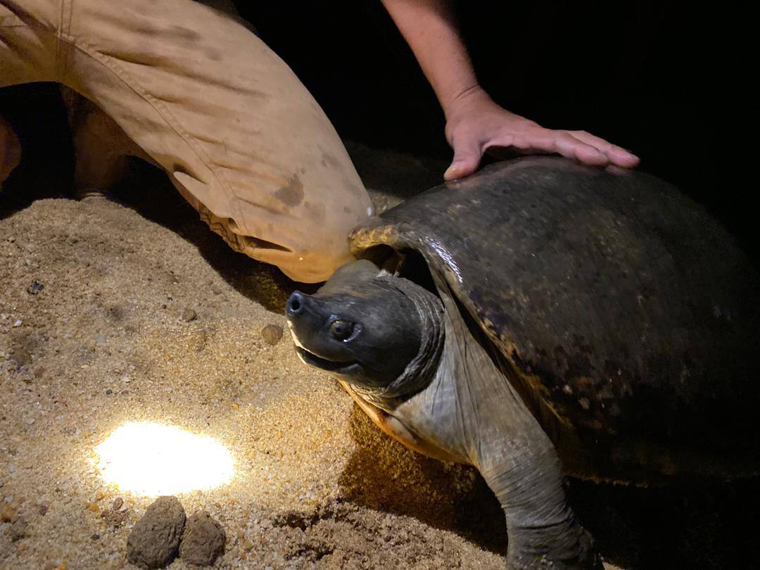 Apakah yang akan dilakukan dengan sumbangan anda?i) Digunakan untuk menampung kos operasi TCSii) Menyediakan kawasan untung tuntung bertelur dengan selamat dan terkawaliii) Membantu memberikan pendapatan sampingan kepada penduduk kampung yang bekerja sambilan di TCS