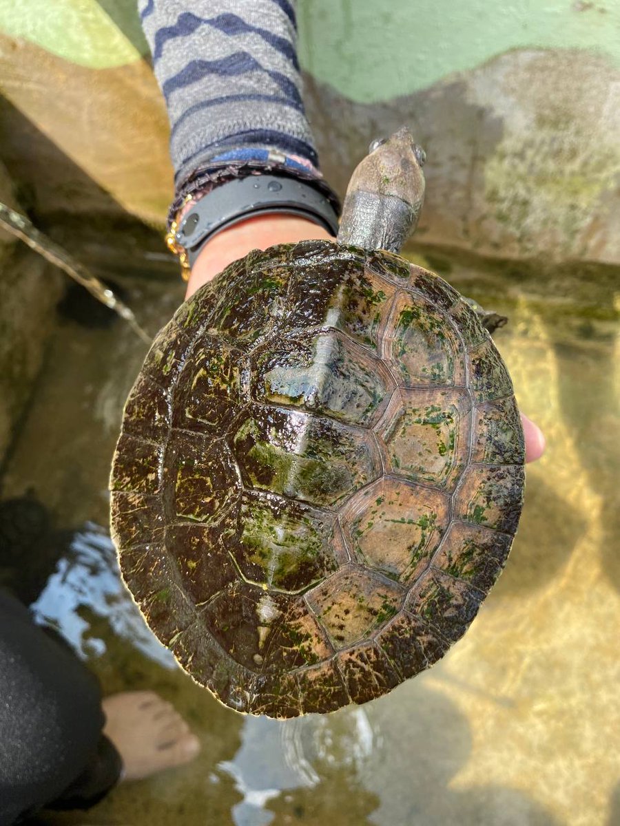 3. Perkara yg kita boleh lakukani) Dalam usaha membantu pemuliharaan tuntung ini agar tidak pupus, kami daripada  @HeroesTerrapin bersama sama dengan FSW dan  @TCSMsia menganjurkan kutipan derma bagi hidupan akuatik ini