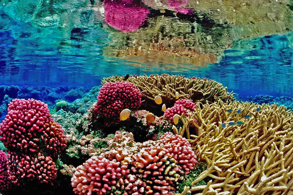 SylviaEarle's tweet photo. Hold up a mirror and ask yourself what you are capable of doing, and what you really care about. Then take the initiative - don’t wait for someone else to ask you to act. https://t.co/zvGgfTEhum