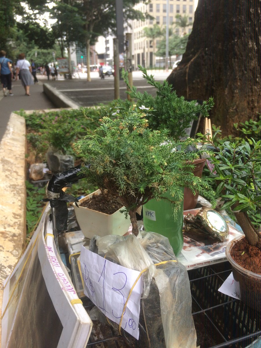 BonsaieArte's tweet photo. #EricaCufeia #Erica #Erika #PlantaErica #MudaErica 
#Diversao #Prazer #Satisfacao 
#BonSaiEArte #MudasDeArvore #NoEstilo dos #BonSai #ArteMilenar 
#AvenidaPaulista https://t.co/rtOv9XBNeO