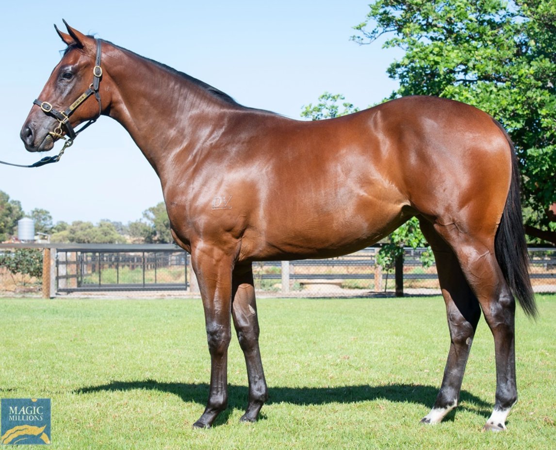 mmsnippets's tweet photo. Hello girl - who are you?
It's the half sister to Rocketing By who is Lot 257 at the upcoming Magic Millions Perth Yearling Sale for Western Breeders Alliance. The updates keep coming!
Pedigree here: https://t.co/IKDLfiBkW5
#WestIsBest https://t.co/ifpbXSTHXp