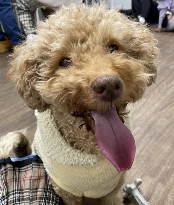 ひがしのまもるさん がハッシュタグ 保護犬カフェ立川 をつけたツイート一覧 1 Whotwi グラフィカルtwitter分析 ひがしのまもるさん がハッシュタグ 保護犬カフェ立川 をつけたツイート一覧 1 Whotwi グラフィカルtwitter分析