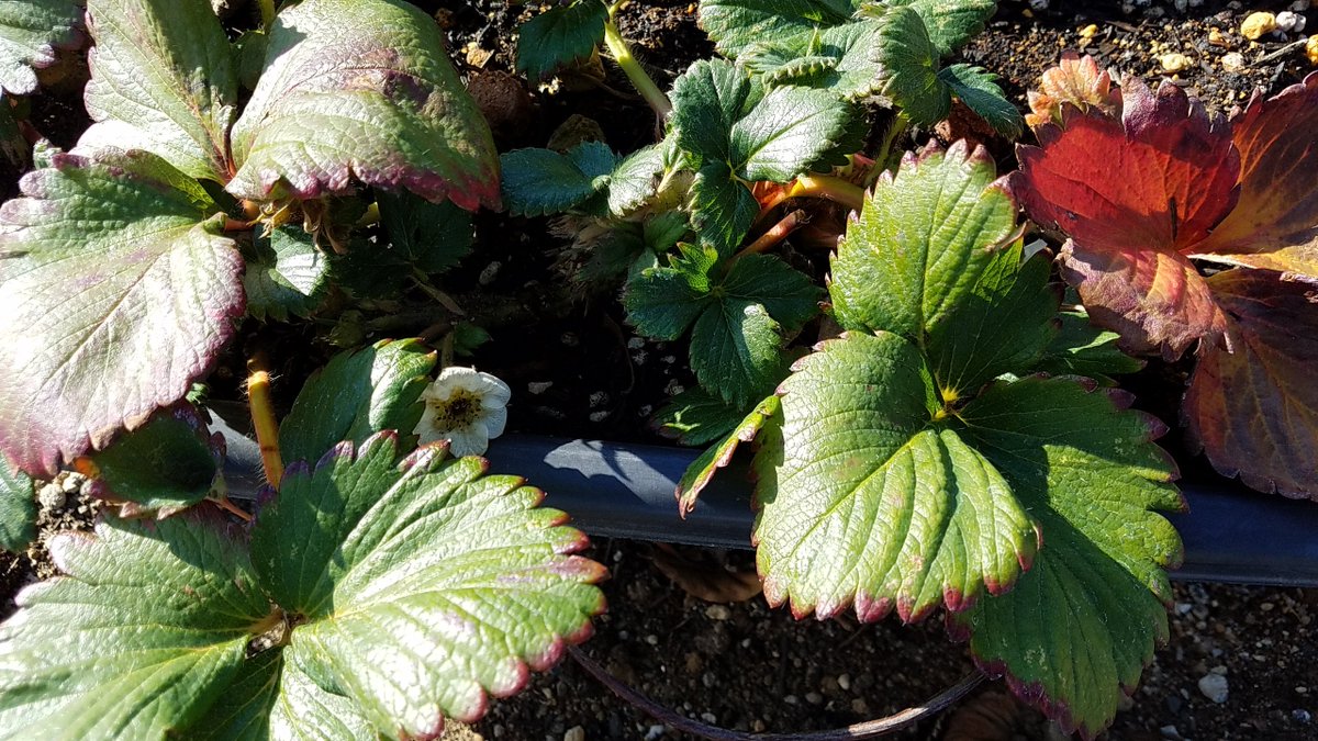 ホテルグリーンコア 公式 على تويتر ホテルの片隅に小さい花壇があります 今年は寒さが厳しかったせいか 枯れまくっておりました W クリスマスローズ迄花が咲かない ここの所あたたかい日が続いているので ３株新しい花を植えてみました パンジー達