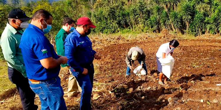 LaTribunahn's tweet photo. Afectados por Eta e Iota: Benefician a familias productoras con semilla de papa https://t.co/BwHp272QEb  ::: #LaTribuna #Honduras https://t.co/QZGX5v7CqB