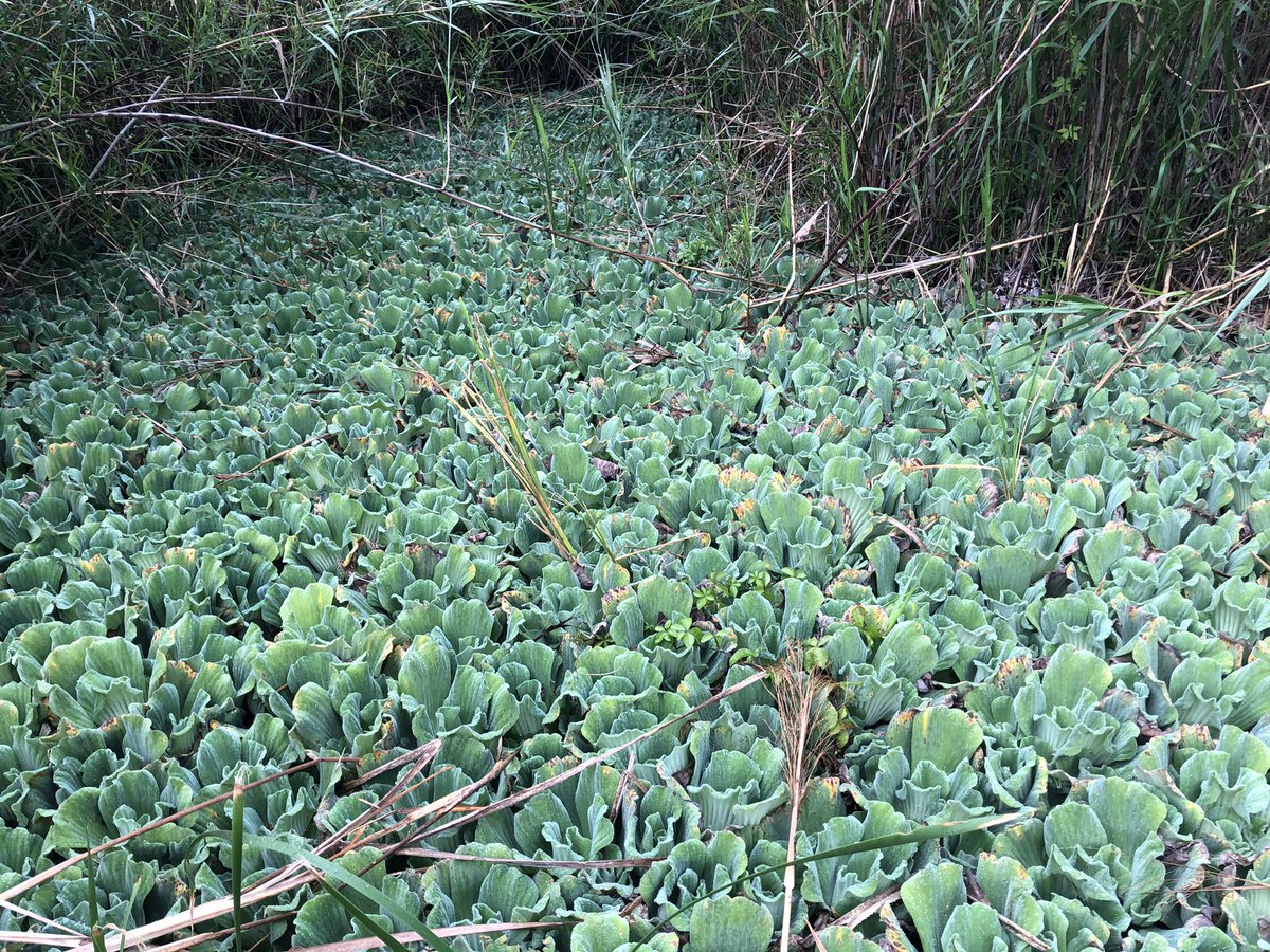 ウォーターレタス