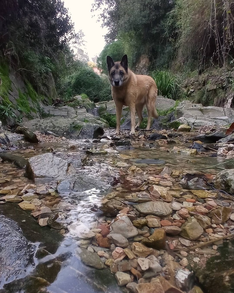 weneflei14's tweet photo. Llévame...por lo menos hasta el límite de la comarca 😅
#soysietevecesmasperroquetu #laguaurderia #mimanadaesadoptada #miperroesadoptado #adoptanocompres #mestizo #malinoismix #germanshepherdmix #maliman #seniordog #hikingdogs #gossosdecatalunya #dogsofcatalonia #instadog #d… https://t.co/NCGFHdCk7B