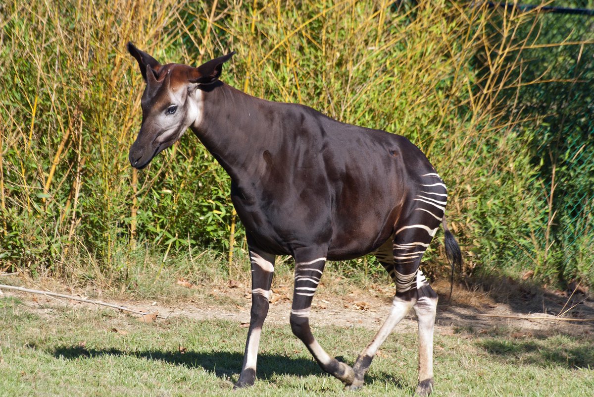 samrujlok's tweet photo. #สัตว์ที่เป็นเหมือนส่วนผสมระหว่างยีราฟกับม้าลาย โอคาปิ (Okapi) เป็นสัตว์เลี้ยงลูกด้วยนม อันดับสัตว์กีบคู่ ในวงศ์ Giraffidae เช่นเดียวกับยีราฟ เป็นสัตว์พื้นเมืองของเขตป่าฝนอิตูริ สาธารณรัฐประชาธิปไตยคองโก แม้ว่าโอกาปิจะมีลายรูปร่างคล้ายม้าลาย แต่พวกมันมีสายพันธุ์ใกล้เคียงกับยีราฟ https://t.co/lY7zJkcw0V