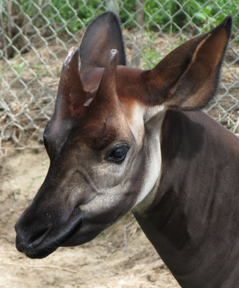 samrujlok's tweet photo. #สัตว์ที่เป็นเหมือนส่วนผสมระหว่างยีราฟกับม้าลาย โอคาปิ (Okapi) เป็นสัตว์เลี้ยงลูกด้วยนม อันดับสัตว์กีบคู่ ในวงศ์ Giraffidae เช่นเดียวกับยีราฟ เป็นสัตว์พื้นเมืองของเขตป่าฝนอิตูริ สาธารณรัฐประชาธิปไตยคองโก แม้ว่าโอกาปิจะมีลายรูปร่างคล้ายม้าลาย แต่พวกมันมีสายพันธุ์ใกล้เคียงกับยีราฟ https://t.co/lY7zJkcw0V