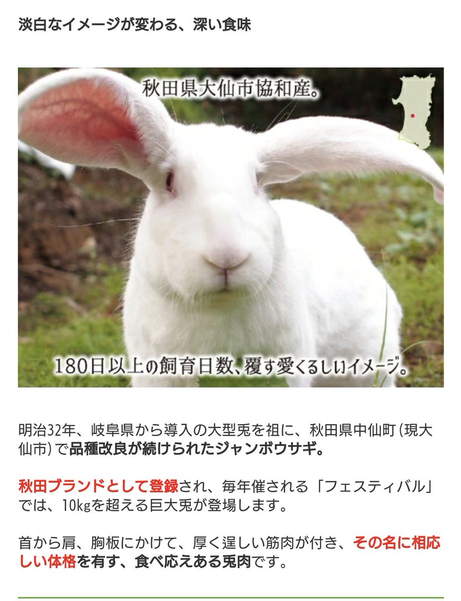 コンプリート うさぎ 屠殺