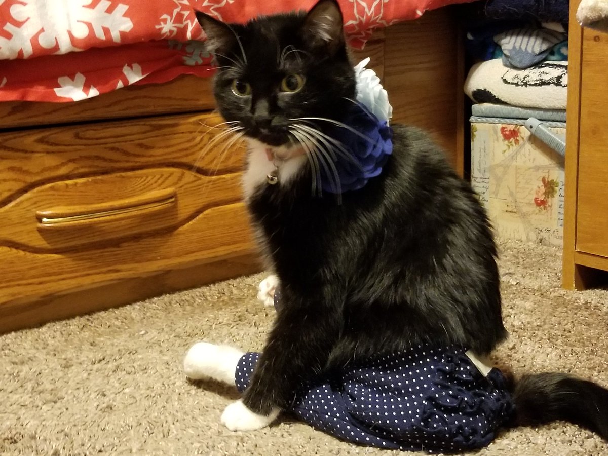 FlowerFancyPant's tweet photo. I wearing a pair ob my new fancy pants! Day hab ruffles! https://t.co/0N2FhGL2XJ