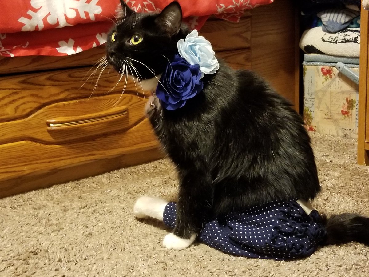 FlowerFancyPant's tweet photo. I wearing a pair ob my new fancy pants! Day hab ruffles! https://t.co/0N2FhGL2XJ