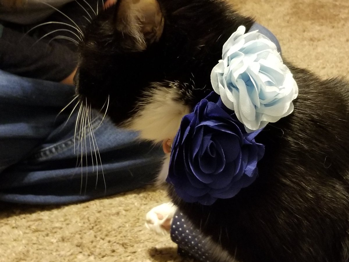 FlowerFancyPant's tweet photo. I wearing a pair ob my new fancy pants! Day hab ruffles! https://t.co/0N2FhGL2XJ