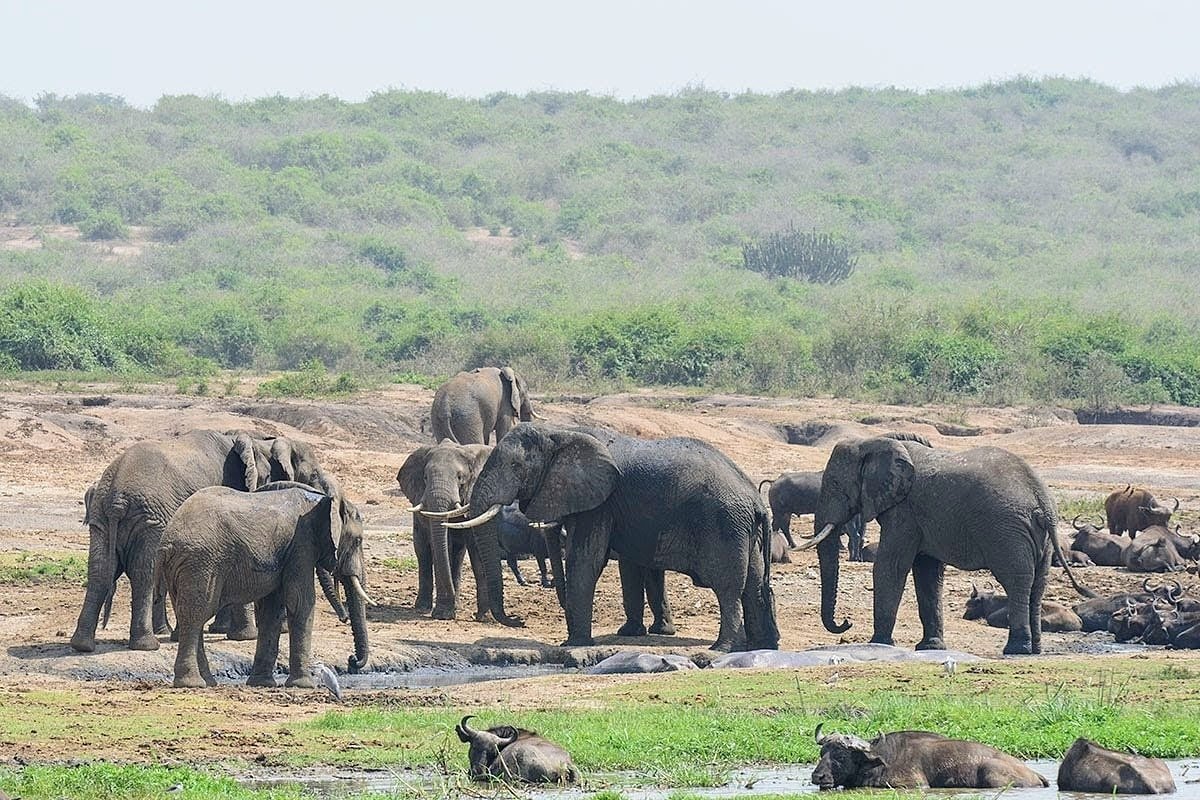 CulSafaris's tweet photo. Water sources begin shrinking once rain stops, the game concentrates at waterholes and along rivers, the vegetation desiccates, making it easier to spot animals. 
#visituganda
📧Info@cultoursandsafaris.com
🌐https://t.co/NEHx9qEuoP
📞+256 414660243, +256 775776980 https://t.co/jUlw77BCPy