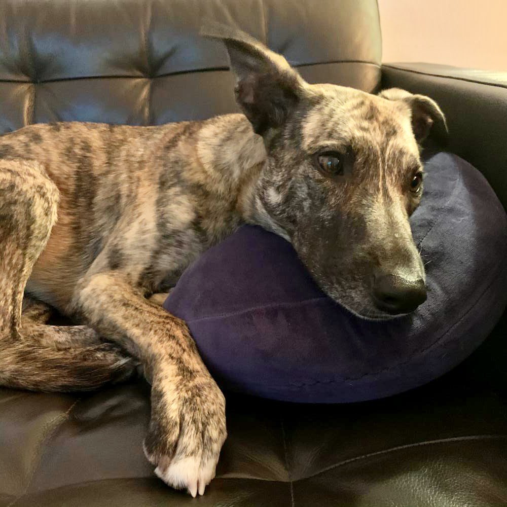 NYC MISSING DOG ALERT: Brooklyn is missing at Columbia Heights and Clark in Brooklyn. He’s wearing a green coat. If you’ve seen or found him please go to this site: lostmydoggie.com/details.cfm?pe… and please RT BROOKLYN!