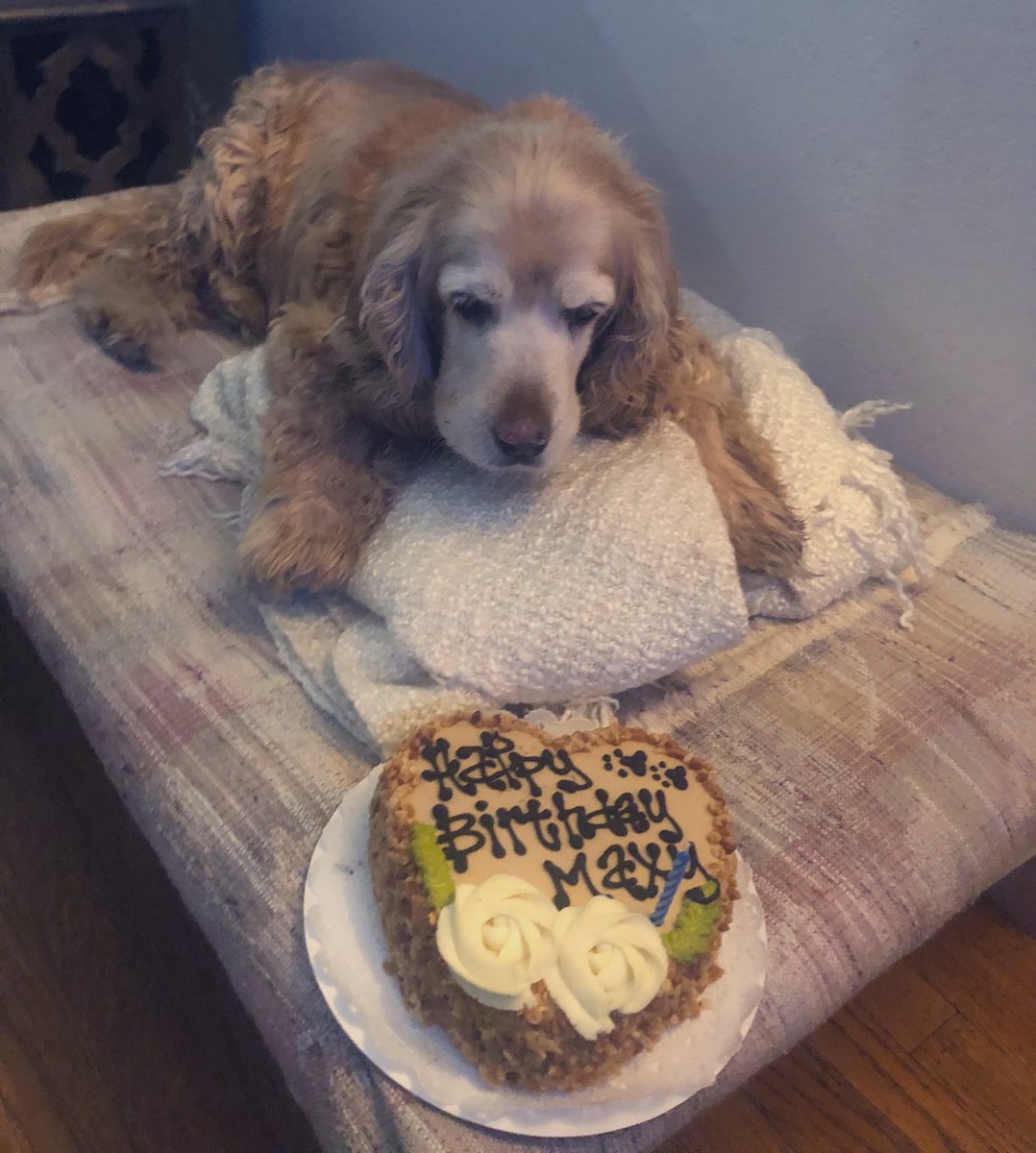 sophiataurus's tweet photo. My Maxy turned 16 today. I’ve been blessed with the goodest boy ever💙✨ https://t.co/f3RdQ9M1c5