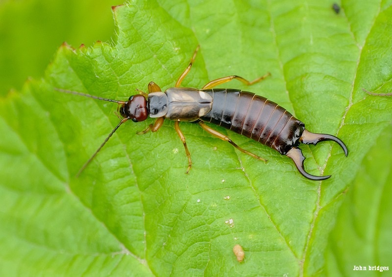 A healthy population of earwigs can eat as many aphids as three rounds of insecticide spray will kill...

So why use chemicals when there are natural, safe alternatives? 

Support our call to reduce pesticide use! ✊🌏⬇️
wtru.st/stop-killing-i… 
#ActionforInsects
