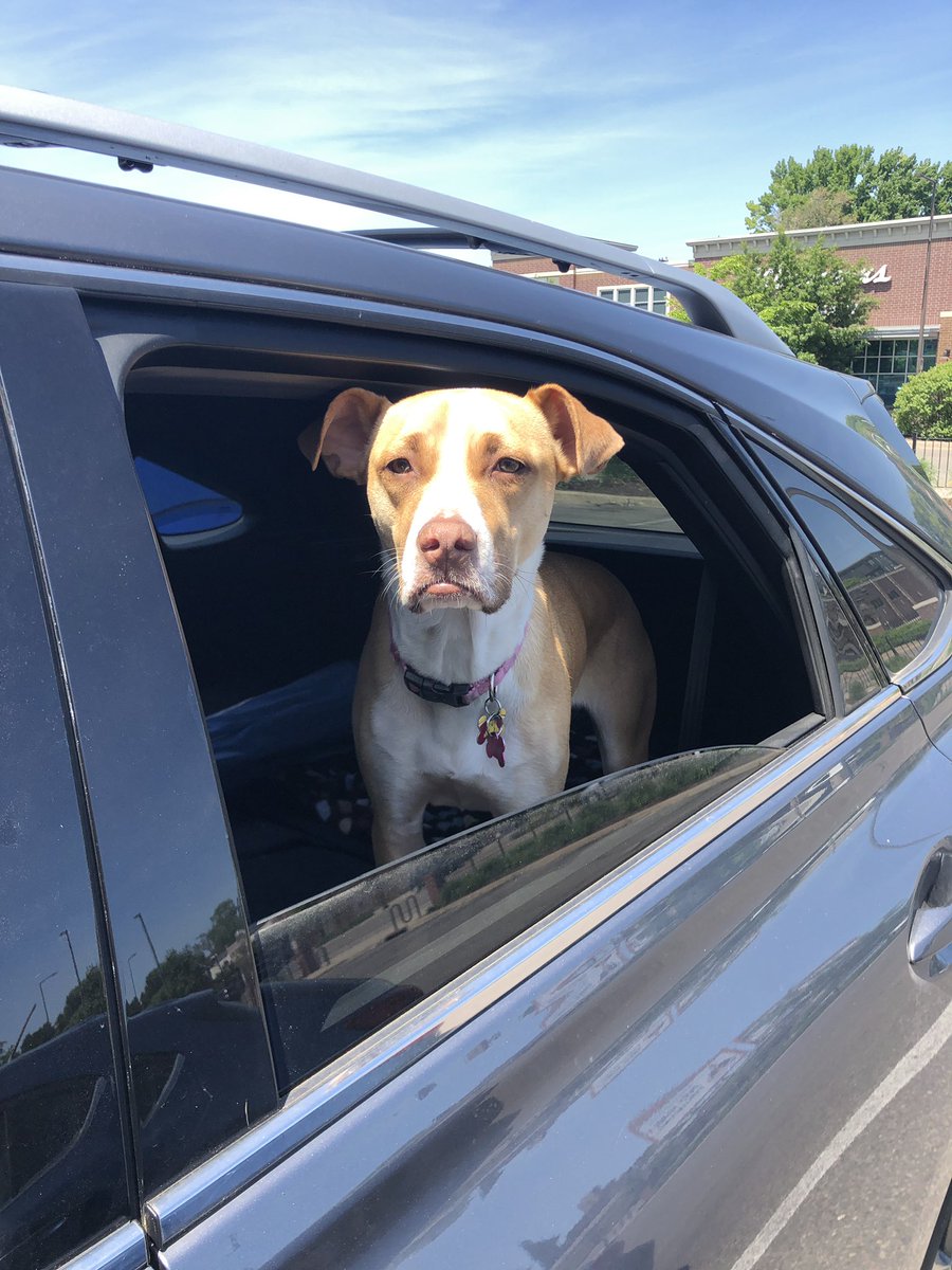 Finally, yes, I should have a SoundCloud to promote, but I’m a producer. I work behind the scenes & don’t promote myself. I’ll close w/ some pictures of my dog Molly Malone.Thanks everyone, thanks for listening to public radio. You make it happen. Support your local station