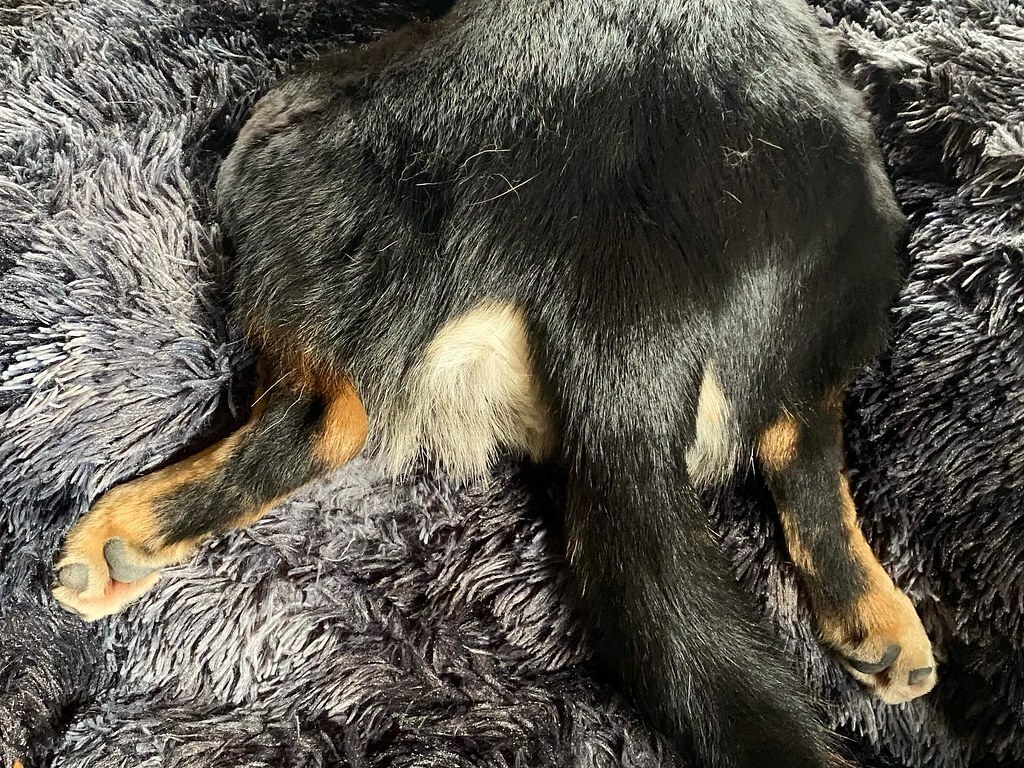 jdaisy's tweet photo. #muttbutt #pictureoftheday #iphone11 #jinxtheinternationalsupermutt #20210205 https://t.co/IhbuSJzZHB