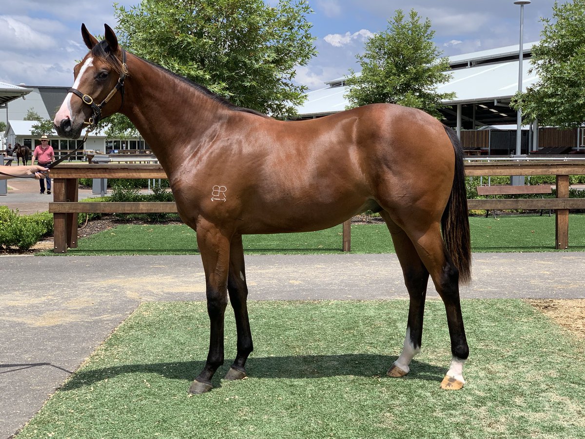 Some of our draft worth inspecting at the Classic <a href="/inglis_sales/">Inglis</a>, inspections strong today!
Capitalist ✅ So You Think ✅ Rubick ✅