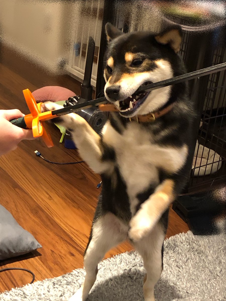 立つ犬 立つ犬