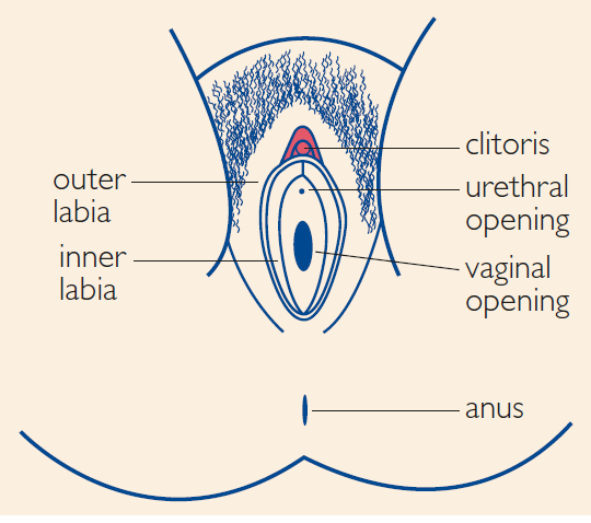 Dr Bosire Wairimu Md Msc Mba V Twitter Type 3 Infibulation This Is The Narrowing Of The Vaginal Opening Through The Creation Of A Covering Seal Formed By Cutting And Repositioning The Labia Minora