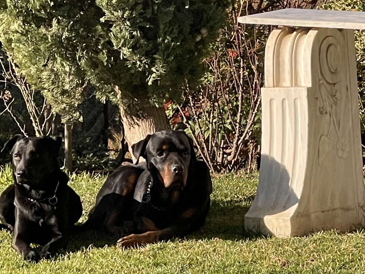 Good morning ! Από χτες είμαι σε πειρασμό ...Να κάνω καμία βόλτα μαζί τους σε ένα -δυο  μεγαλόσχημα γραφεία  να υποβάλουμε τα ....σέβη μας ή αστο να παει στην ευχή ;