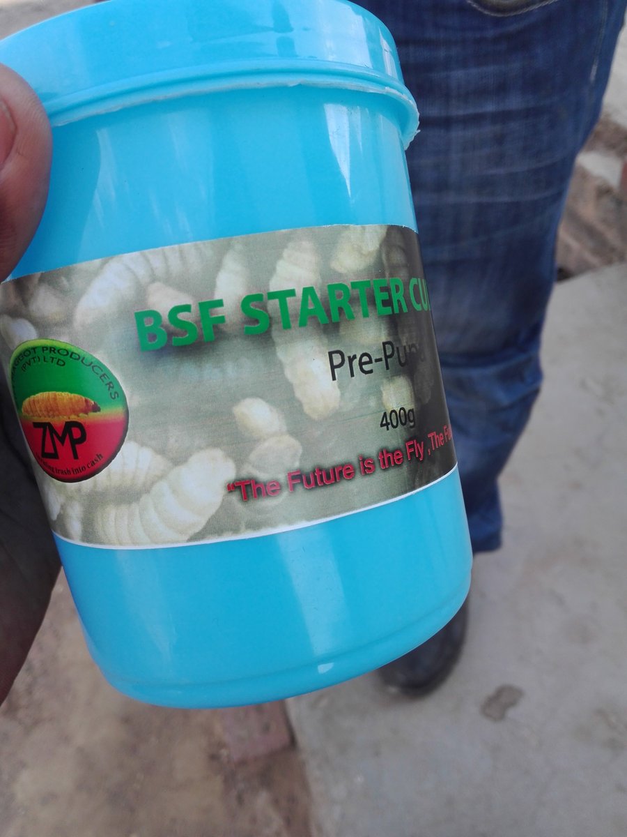 MaggotZim's tweet photo. Black Soldier Fly Larva is a solution to stock feed problems, it is the game changer in stock feed industry. for more information get in touch with us on +263 719 547 406 https://t.co/P1hulDSNxS