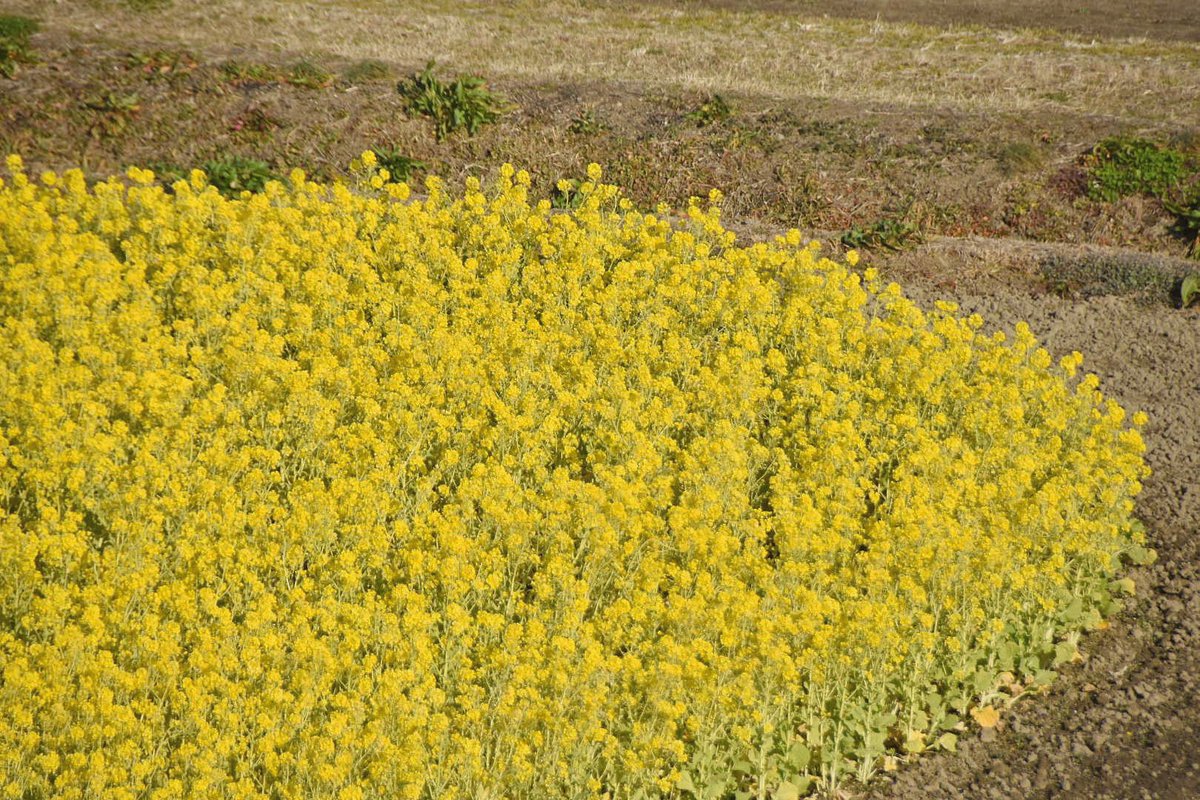 巨大な黄色のハート 💛
#菜の花 #休耕田アート