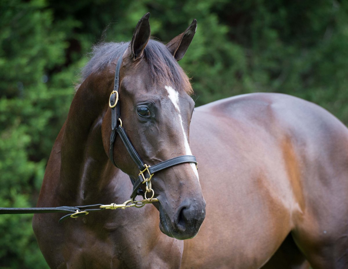 LimeCountryAU's tweet photo. Bingo! Gr.3 win for talented 3YO @MakybeS bred & Lime Country prepared filly LA MEXICANA today at Caufield. Purchased from @mmsnippets by @BelmontBldstck Sired by @yarramanpark I Am Invincible, trained by @FreedmanRacing Form now 8:6-1-1 #makingmagicwithmakybe #goodstuffahead https://t.co/H9kIKuSFbU