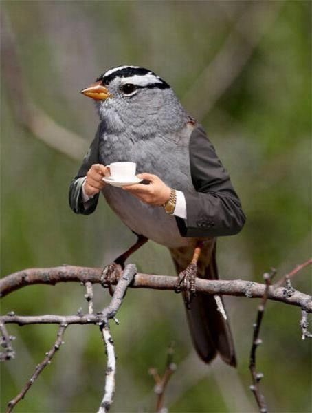 berkeyturkey's tweet photo. 🦅☕️ https://t.co/CcwAL4t5E7
